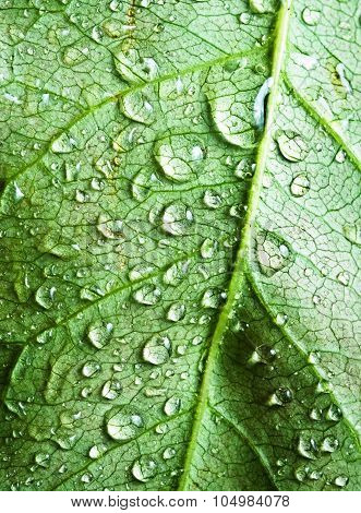 Beautiful Leaf With Drops