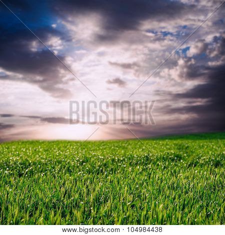 Image Of Beatiful Summer Or Spring Wheat Field And Sky With Clouds