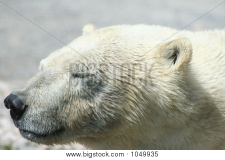 Orso polare 19