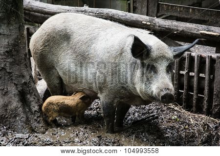 Pig Family