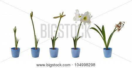 The Sequence Of The Flowering White Hippeastrum Isolated