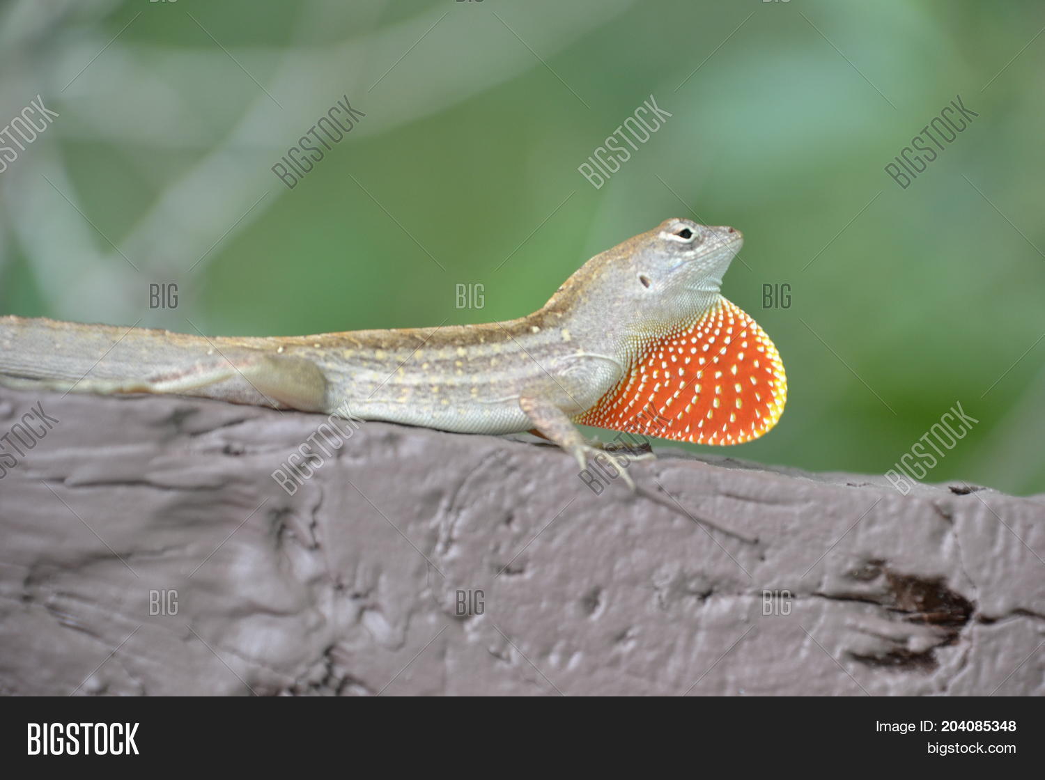 Anole Lizard Showing Image & Photo (Free Trial) Bigstock