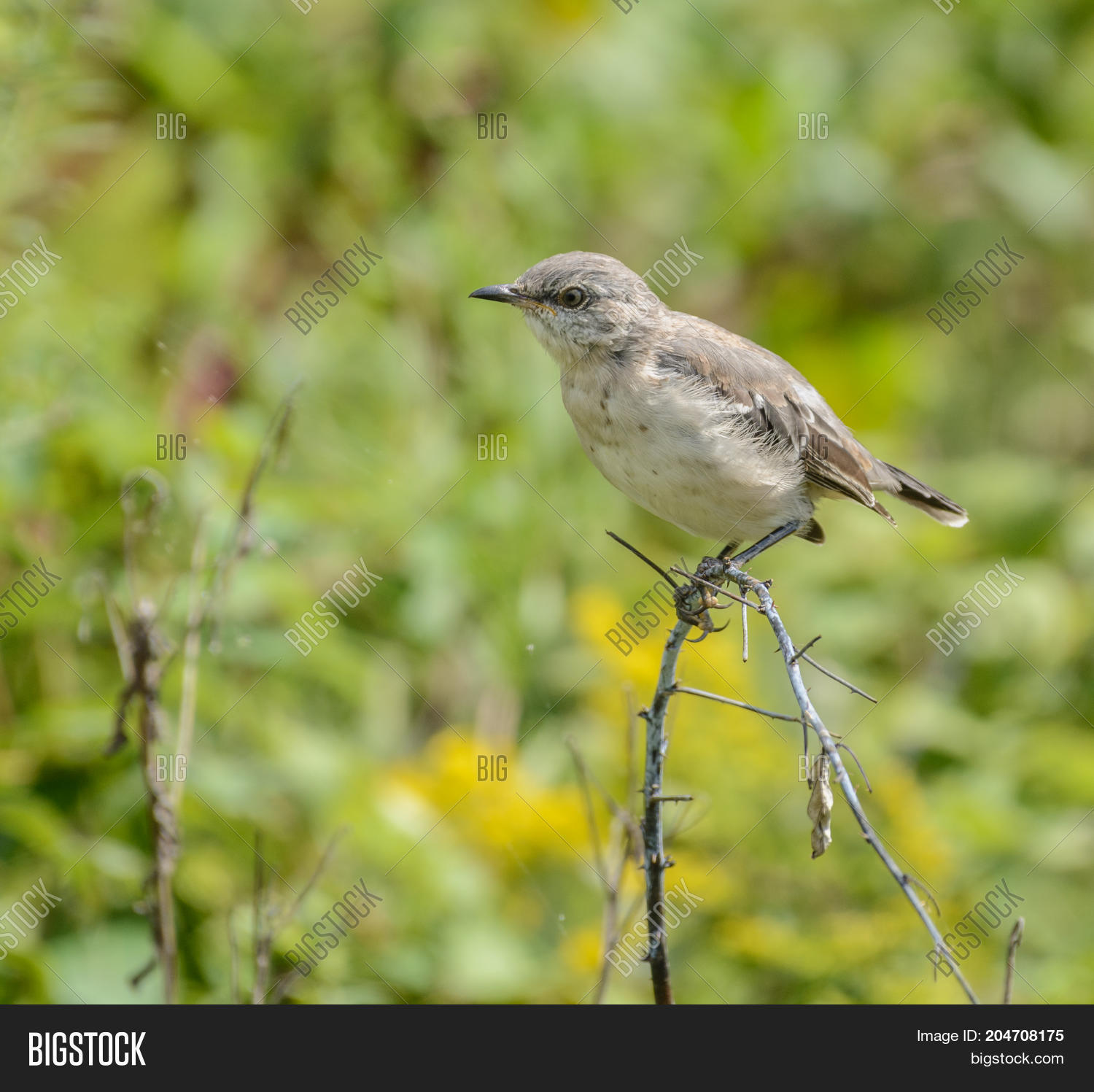 Young Mockingbird ( Image & Photo (Free Trial) Bigstock