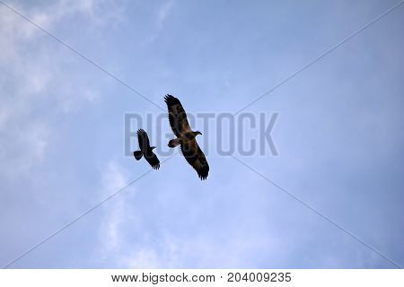 Sea-eagle and crow birds fly together against the white clouds and blue sky