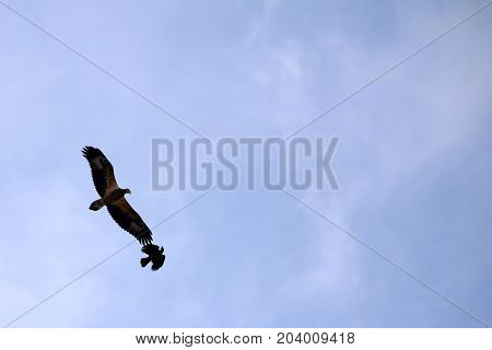 Sea-eagle and crow birds fly together against the white clouds and blue sky
