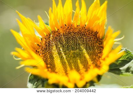 Macro photo of the sunflower on plantation. Petals drops shadows.