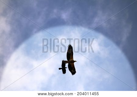 Sea-eagle and crow birds fly together against the white clouds and blue sky
