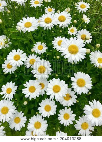 White Daisy Flowers Background shot outside on nice day.