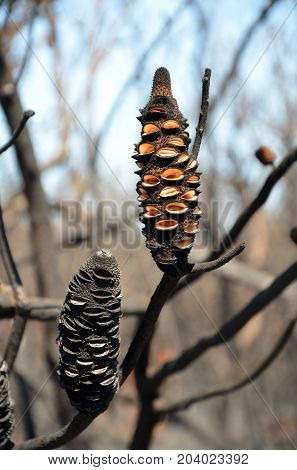 Burnt Banksia cones releasing seeds. Opened by a bushfire in heathland in Kamay Botany Bay National Park, NSW, Australia