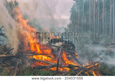 Branches of pine trees burn red strong fire with white smoke in a festering forest