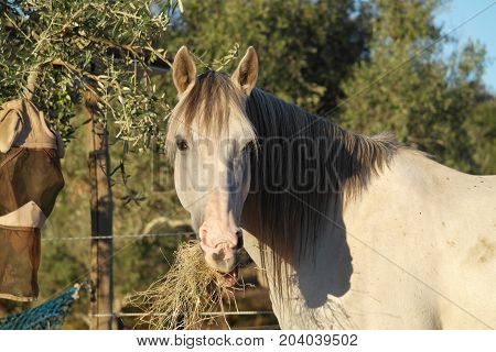 How are you doing, bring me more hay!