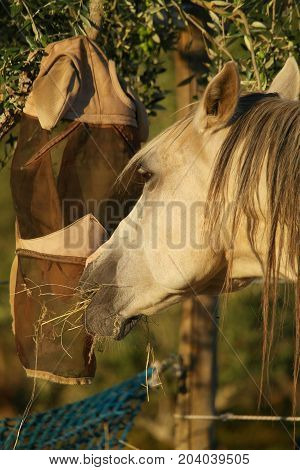 Luso-árabe horse chewing hay in the early morning sun!