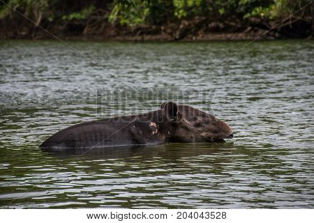 Wounded tapir taking a bath in Corcovado Costa Rica