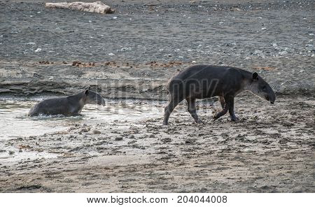 Tapir taking a bath in Corcovado with brood Costa Rica