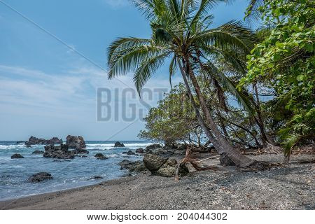 Palm trees near the beach in San Pedrillo Costa Rica