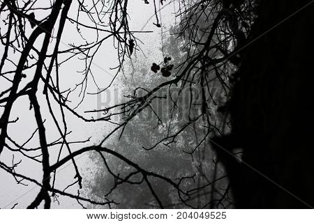 Branches of a tree next to the waterfall of Edessa Greece Europe