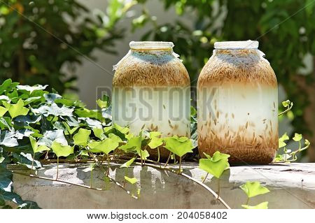 Preparation of Russian traditional drink - kvass. Fermentation method based on barley or oats (traditional, natural method).