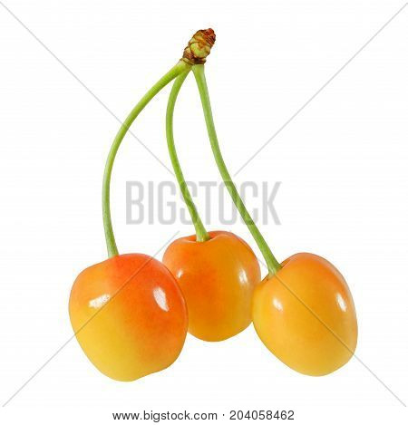 Three yellow sweet cherries with joined stems isolated on white background with clipping path