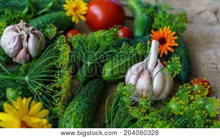 organic vegetables.a set of beet cucumbers dill garlic and tomato.