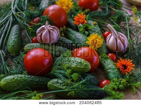 organic vegetables.a set of beet cucumbers dill garlic and tomato.