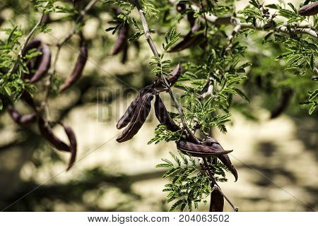 Large brown pods of the prickly mimosa, also known as Acacia farnesiana (Vachellia farnesiana)