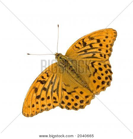 Stříbrný umyl Fritillary motýl