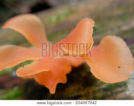 Mushroom on a dead tree in rainforest.