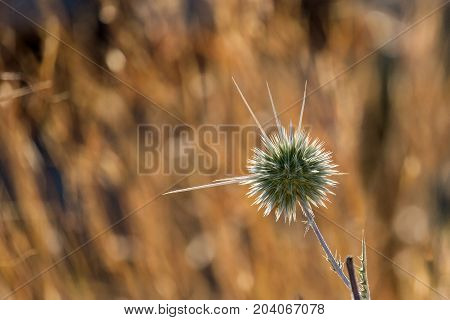 Prickle of faded Echinops commonly known as Globe Thistles (Echinops adenocaulos)