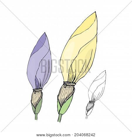 Hand drawn iris buds. Sketch, vector illustration on white