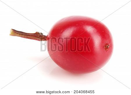 viburnum berry isolated on white background macro.