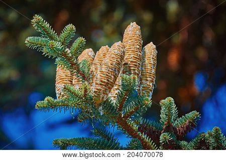 Immature Cones of Manchurian Fir Covered by Resin