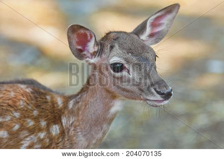 Close up Portrait of a Little Fawn