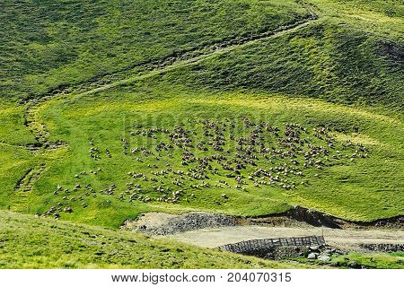 Flock of Sheep on the One of Bucegi Mountains Slopes