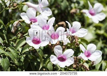 White delicate flowers with pink hearts (Pandorea jasminoides)