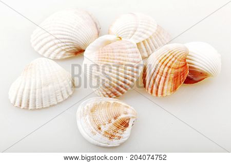 Seashell Isolated On White Color Image Stock Photos