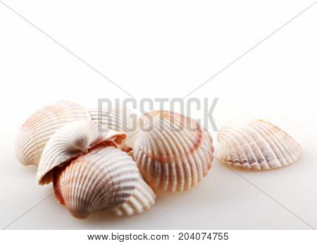 Seashell Isolated On White Color Image Stock Photos