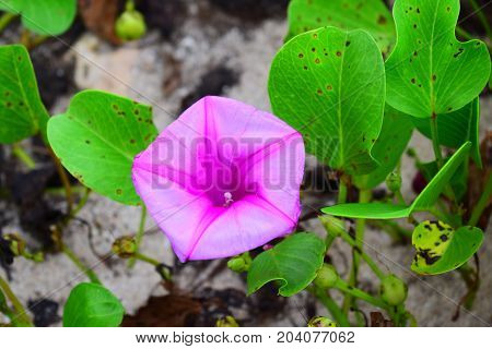 image took of a flower in Cuba beach