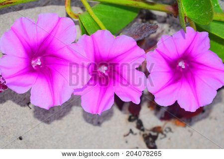 image took of a flowers in Cuba beach