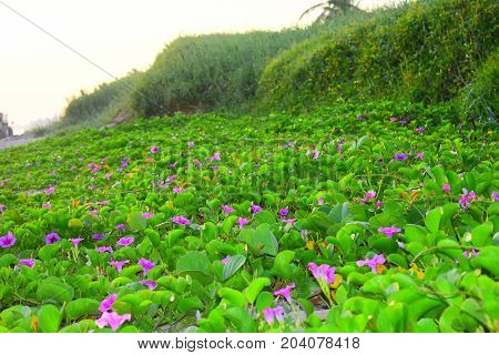 image took of a flowers in Cuba beach