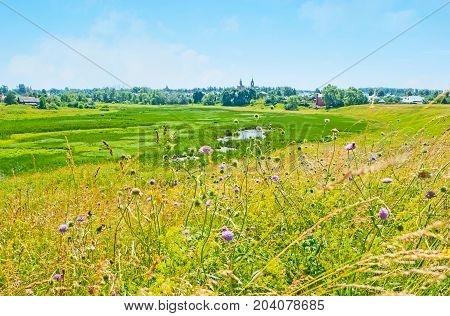 The beautiful fragrant wildflowers on Ilinskiy meadow the wetland that is the natural landmark of Suzdal Russia.