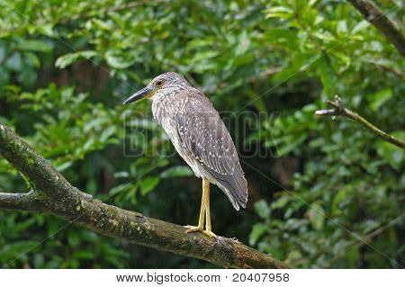 Nuit Herron