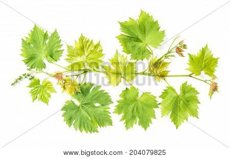 Fresh green leaves. Grape vine leaf isolated on white background. Vine sprig