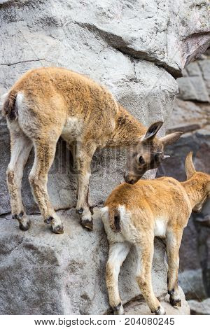 The kid of the East Caucasian tour is playing at the rocks under the supervision of the mother