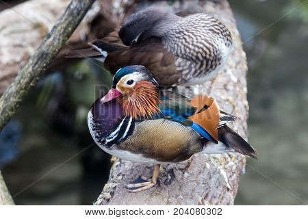 Graceful Male Mandarin Duck in a deserted forest lake