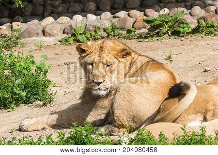 lion pride rests after hunting, male Asian lion and two females