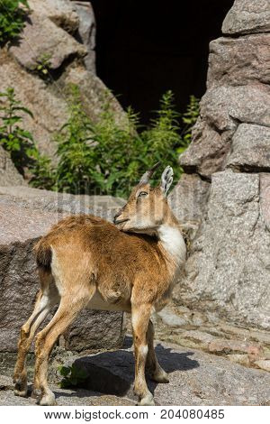 The kid of the East Caucasian tour is playing at the rocks under the supervision of the mother