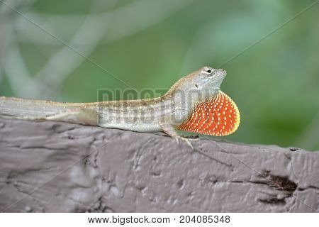 anole lizard showing of its bright dewlap (throat fan)