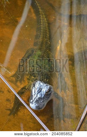 young gators can be distinguished by size and color