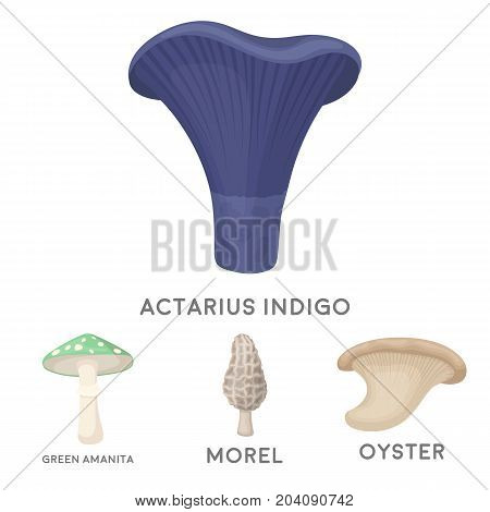 Morel, oyster, green amanita, actariu , indigo. set collection icons in cartoon style vector symbol stock illustration .