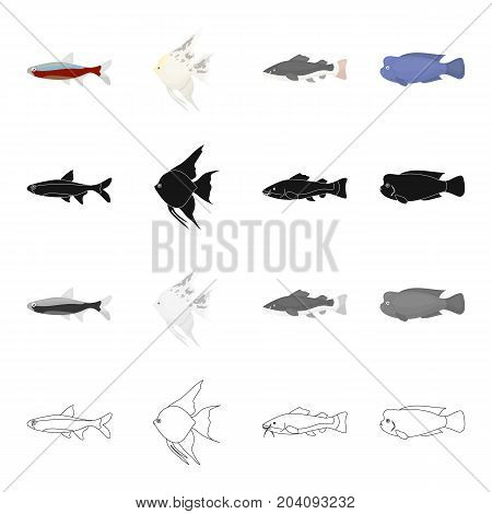 Different types of aquarium and marine fish, scaly, neon. A fish set collection icons in cartoon black monochrome outline style vector symbol stock illustration .